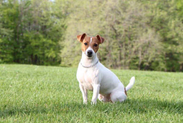 Jack Russell Terrier: o melhor amigo do Maskara