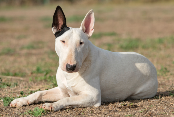 Saiba como prevenir e identificar o câncer de pele em cachorros