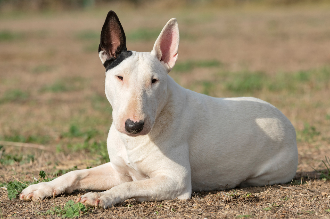 Saiba como prevenir e identificar o câncer de pele em cachorros