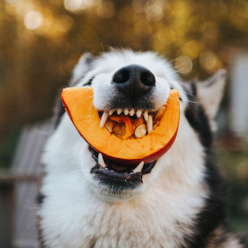 5 superalimentos para adicionar na dieta do seu.dog