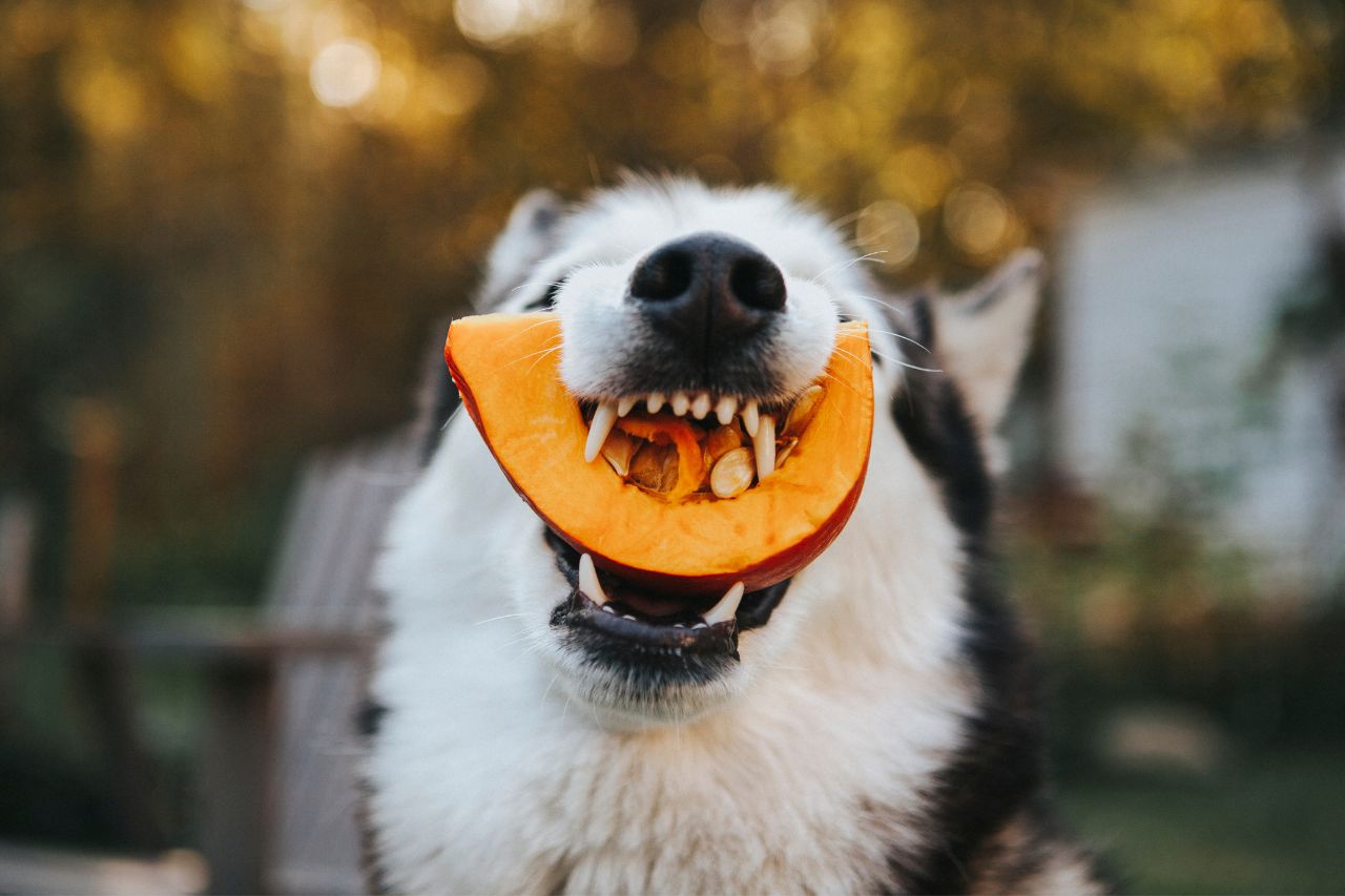 5 superalimentos para adicionar na dieta do seu.dog