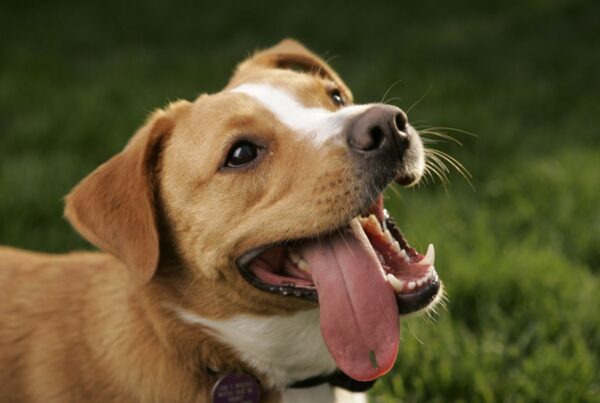 Cachorro com a língua de fora: por que isso acontece?