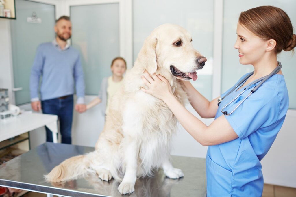 Descubra tudo sobre a quiropraxia veterinária