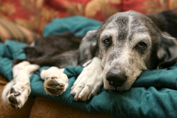 Mito ou verdade: será que os dogs pegam dengue?