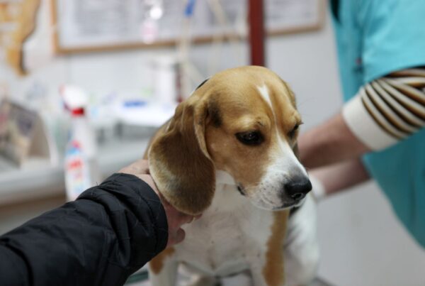 Saiba como a hiperlipidemia pode afetar a saúde do seu.dog