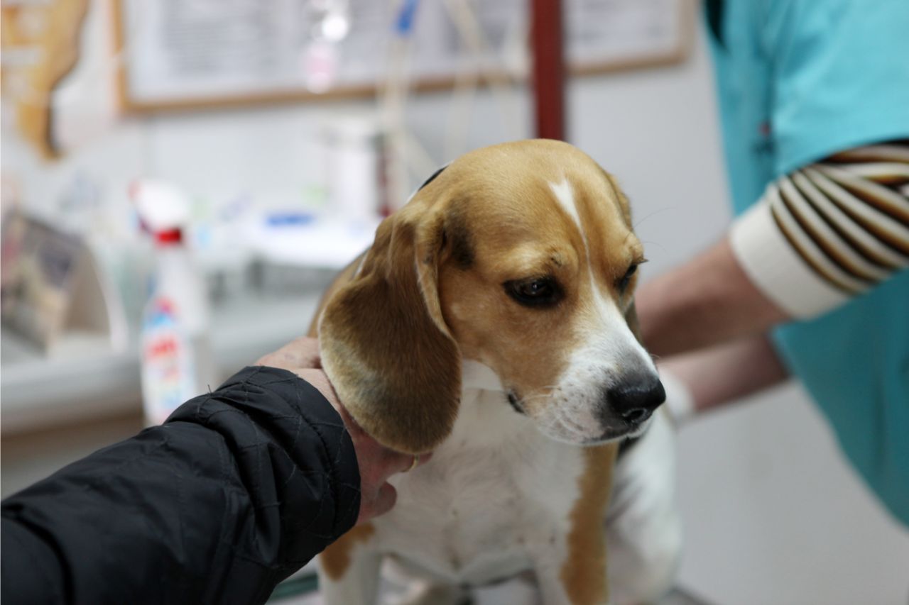 Saiba como a hiperlipidemia pode afetar a saúde do seu.dog