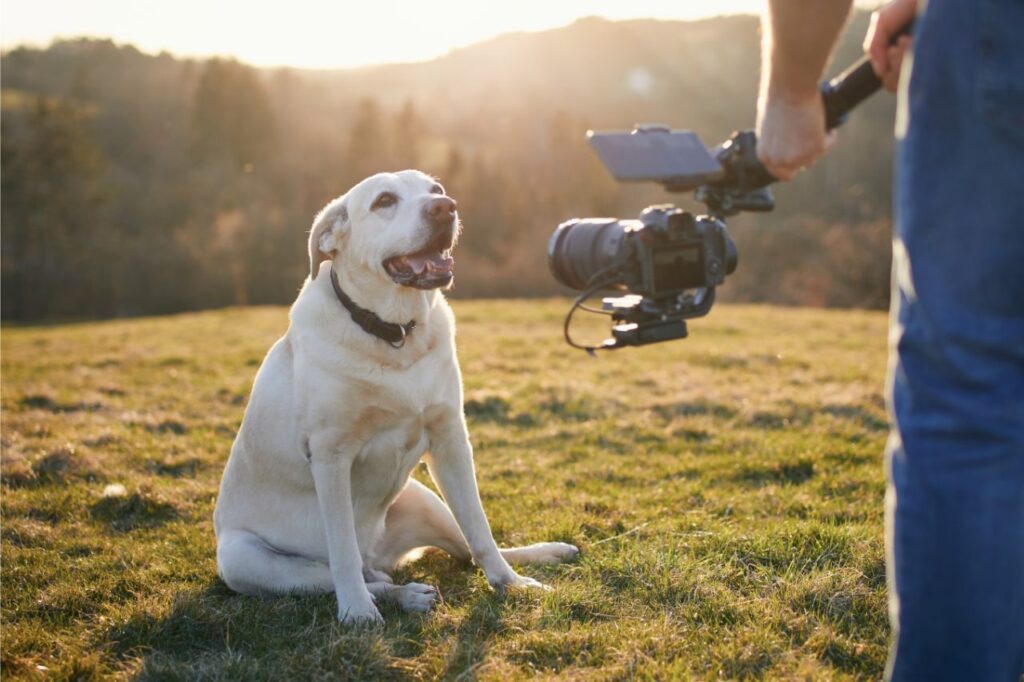 Desvendando a vida inusitada dos cachorros atores