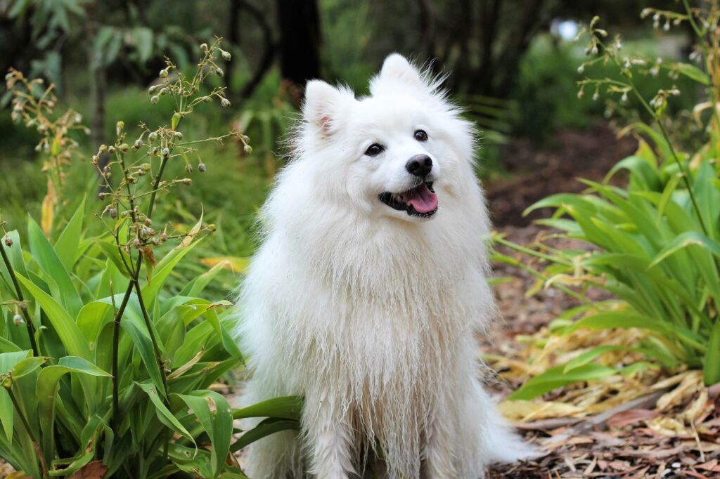 Apaixone-se pelo cativante Spitz Alemão