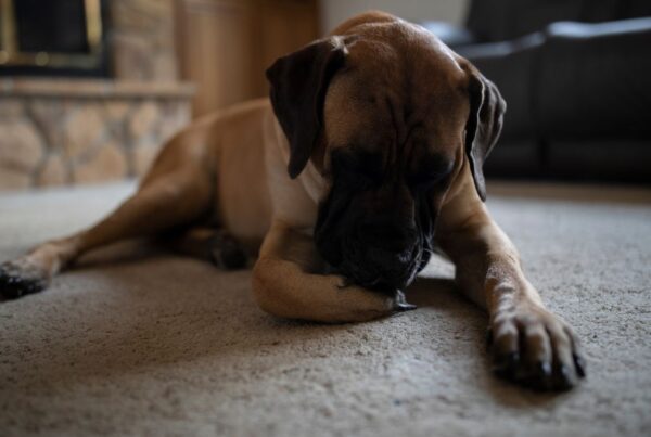 Cachorro lambendo a pata: descubra os possíveis motivos