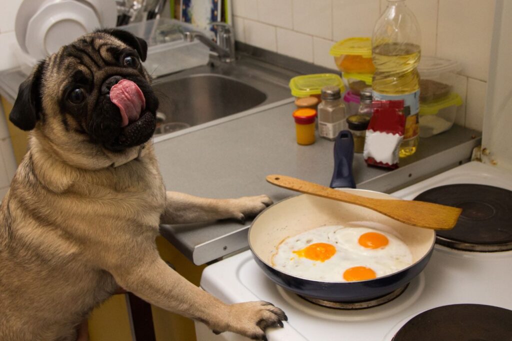 Cachorro pode comer ovo? Tire suas dúvidas!