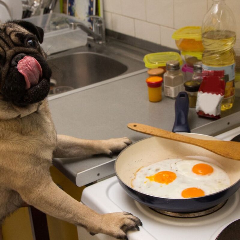 Cachorro pode comer ovo? Tire suas dúvidas!
