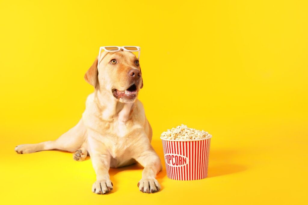 Cachorro pode comer pipoca? Vamos descobrir!