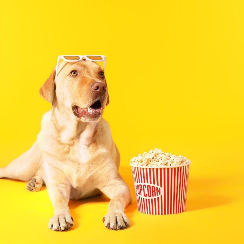 Cachorro pode comer pipoca? Vamos descobrir!