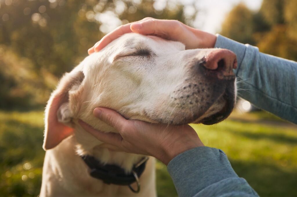 Cães idosos: saiba se é possível adestrar esses dogs experientes