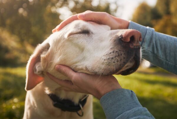 Cães idosos: saiba se é possível adestrar esses dogs experientes
