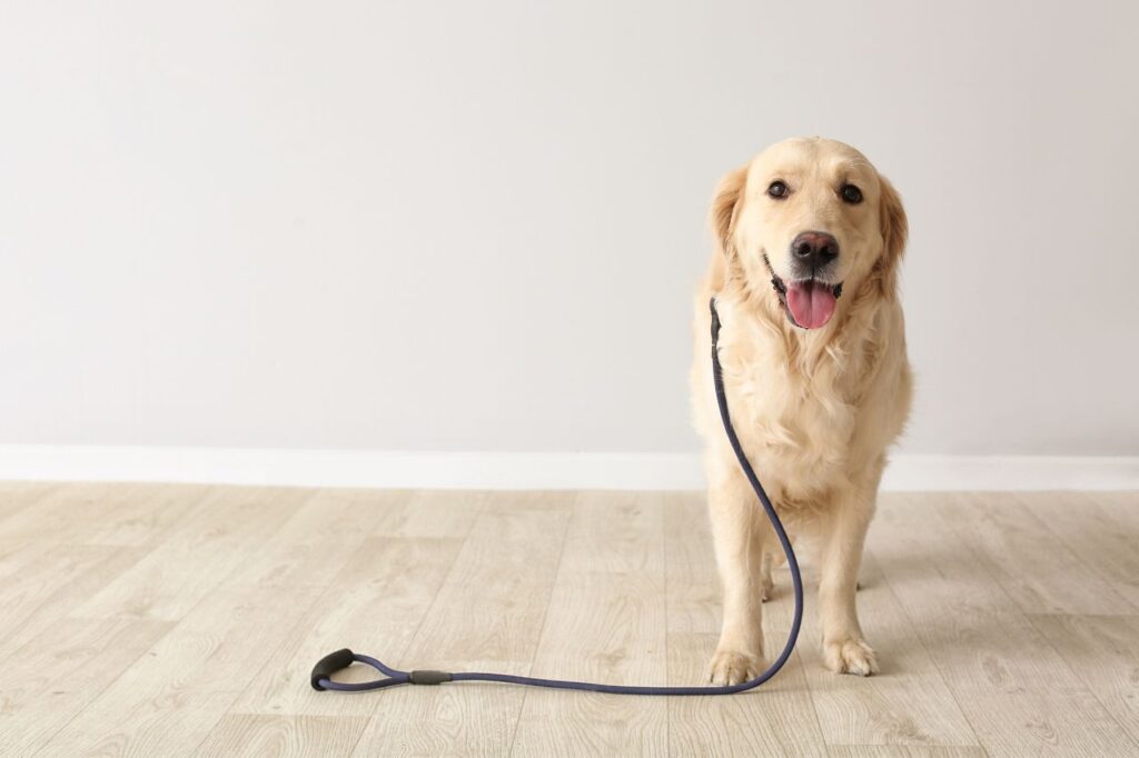 Como funciona a guarda compartilhada de cachorro?