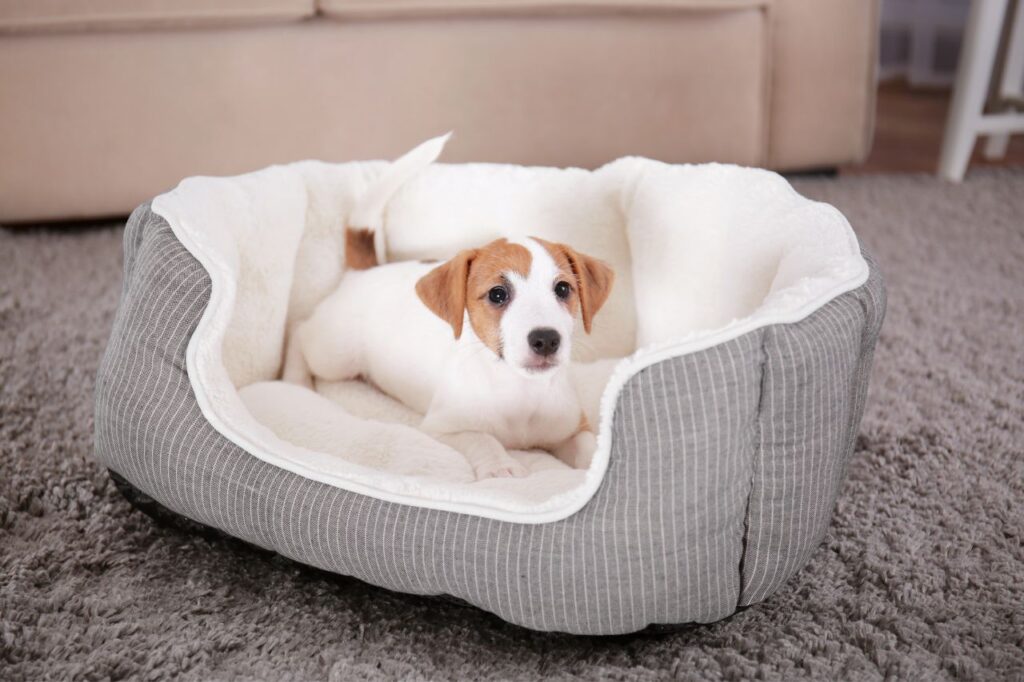 Como higienizar a caminha de cachorro corretamente?