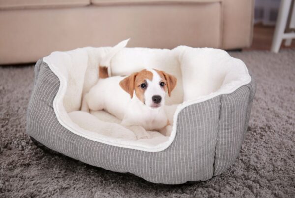 Como higienizar a caminha de cachorro corretamente?