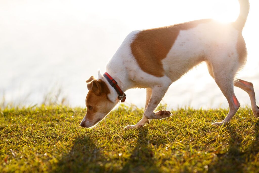 Doenças e tratamentos no combate a fungos em cães