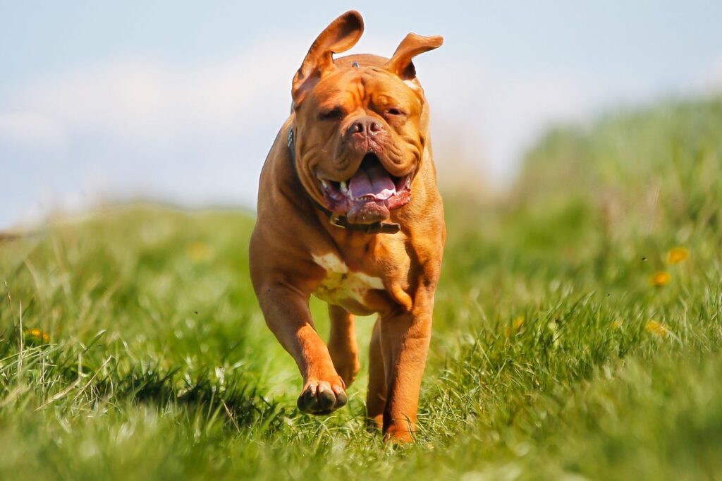 Dogue de Bordeaux: um companheiro cheio de energia