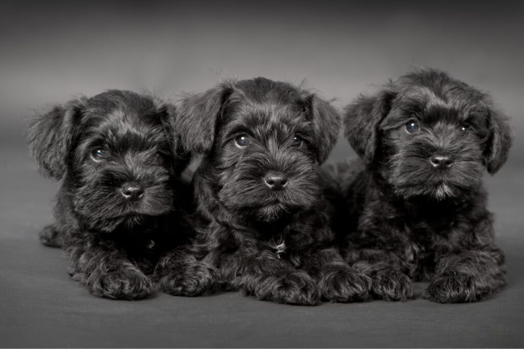 É necessário dar vitaminas para filhotes?