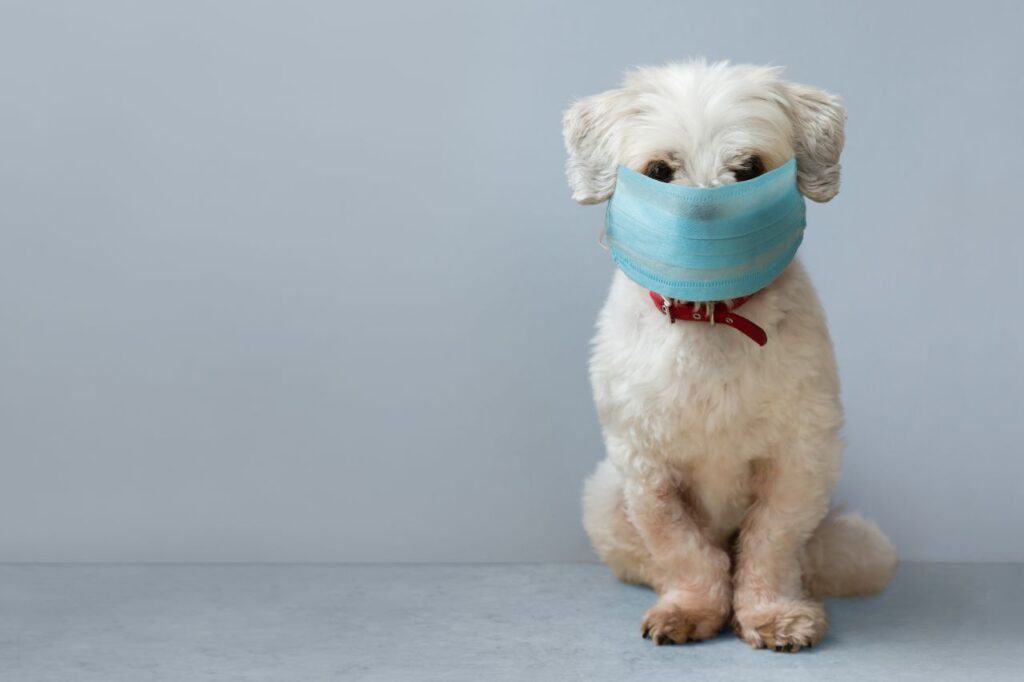 Entenda como o tempo seco afeta o sistema respiratório dos cachorros