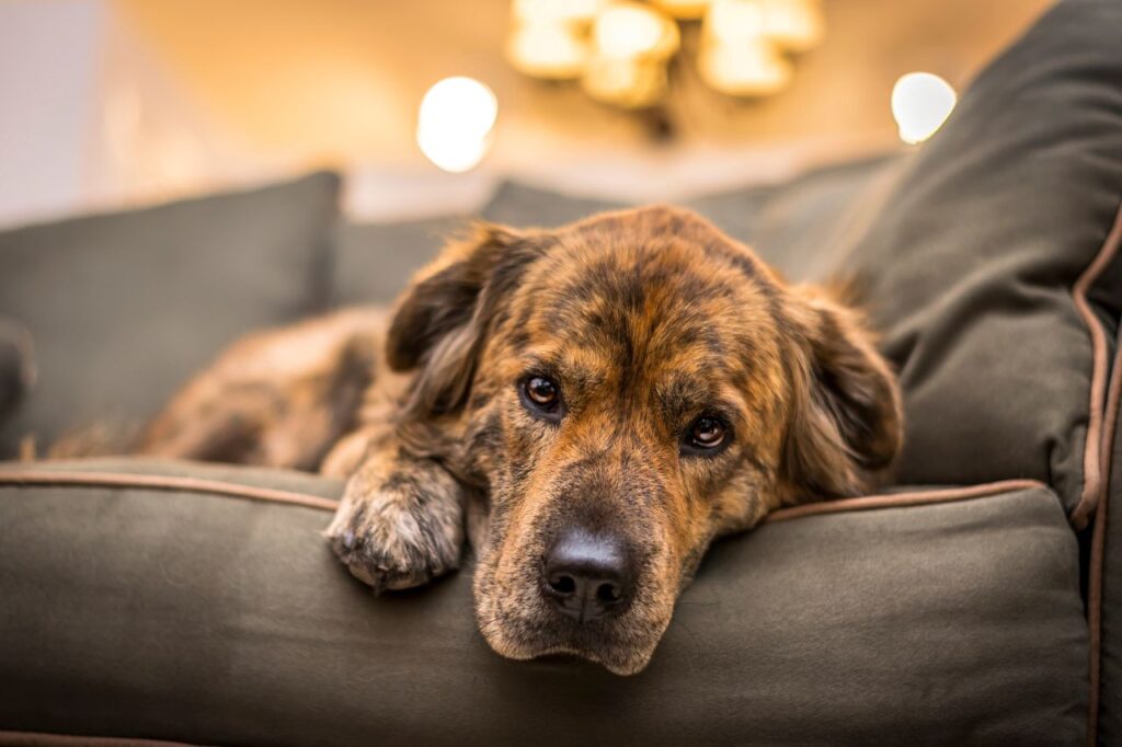 O que é mielopatia degenerativa canina?