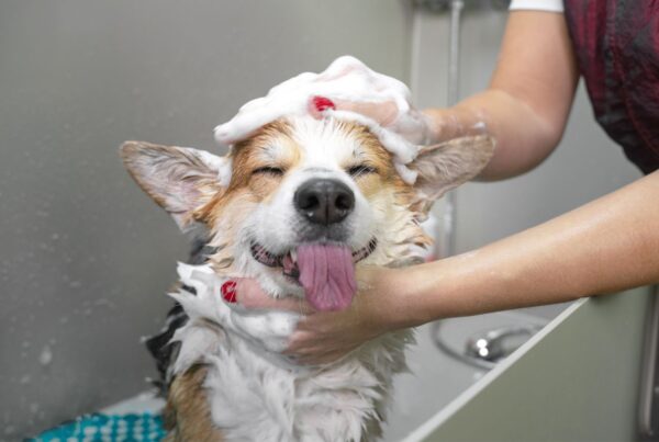 Passos para dar banho em dogs com dermatite canina