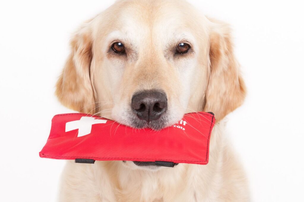 Primeiros socorros: como ajudar seu aumigo em casos de emergência?