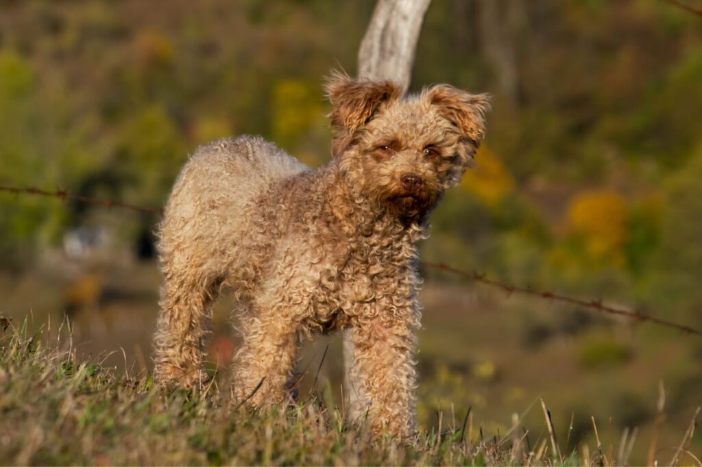 Pumi: doguinhos que esbanjam alegria