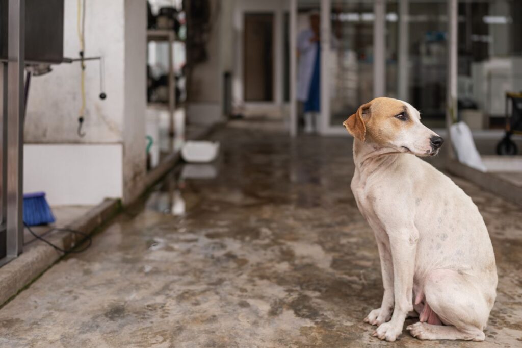 Sinais de desidratação canina