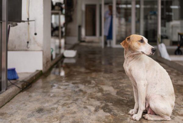 Sinais de desidratação canina