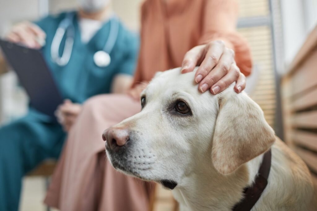 AVC em cachorros: saiba identificar alguns sinais de alerta