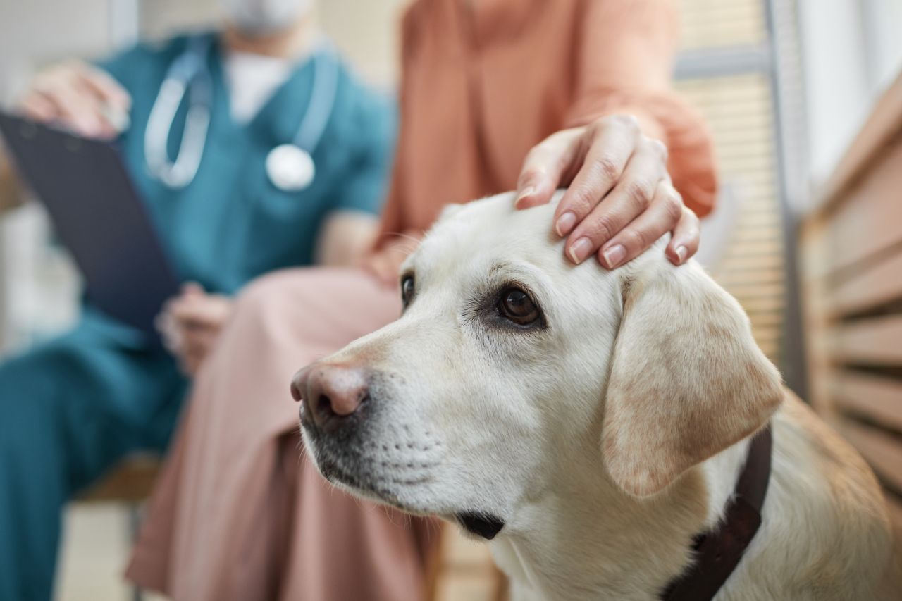 AVC em cachorros: saiba identificar alguns sinais de alerta