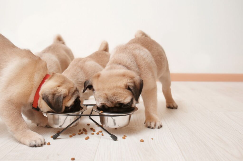 Comida para cachorro: como definir a melhor rotina alimentar?