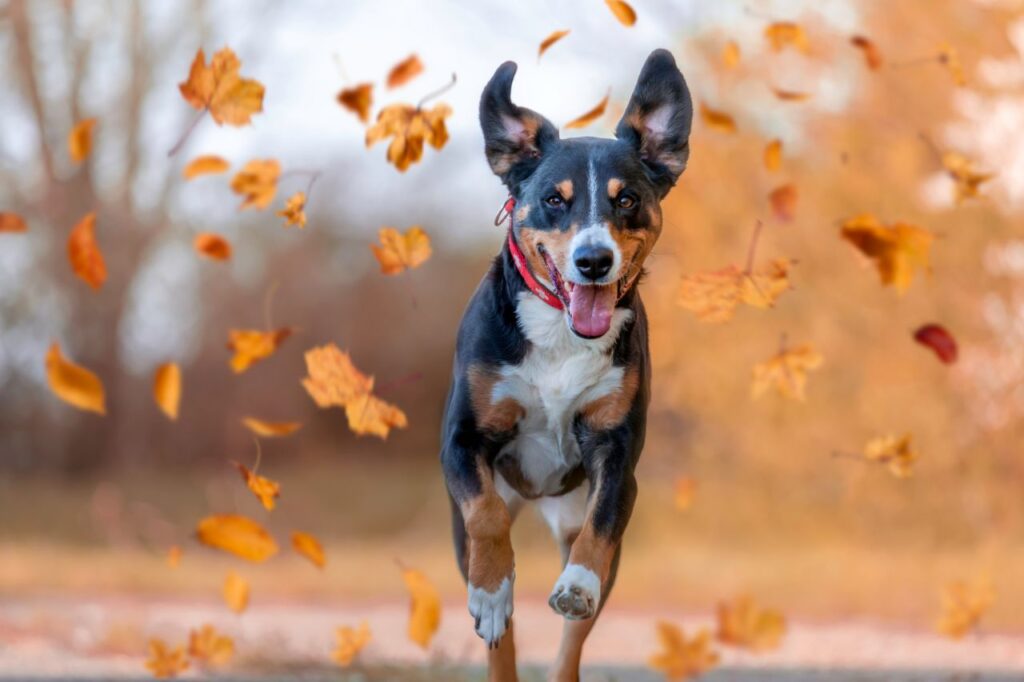 Cuidados com os cachorros no outono