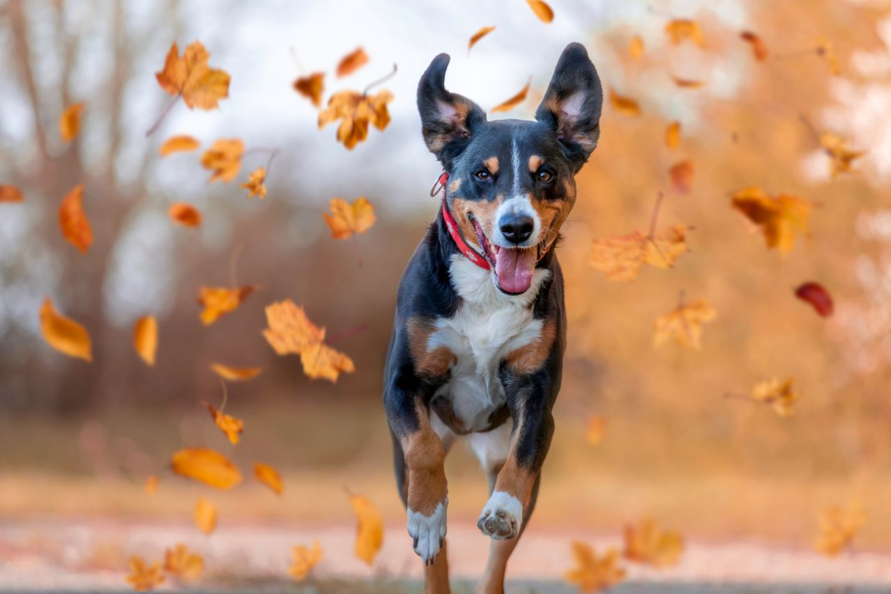 Cuidados com os cachorros no outono