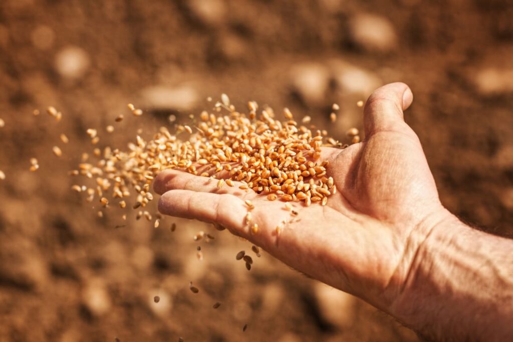 Dogs também sofrem de doença celíaca?