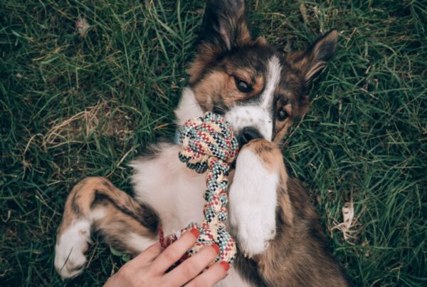 É hora de brincar! Mas cuidado com esses brinquedos perigosos para dogs