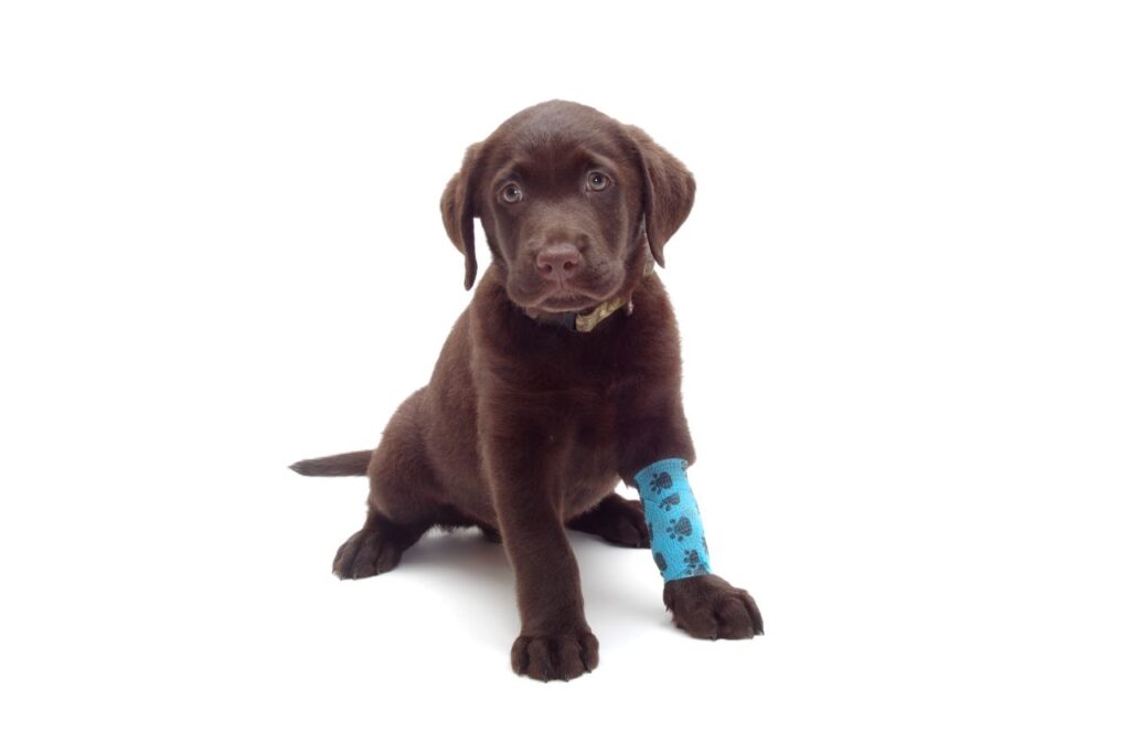 O que faz um ortopedista veterinário e quando procurá-lo?