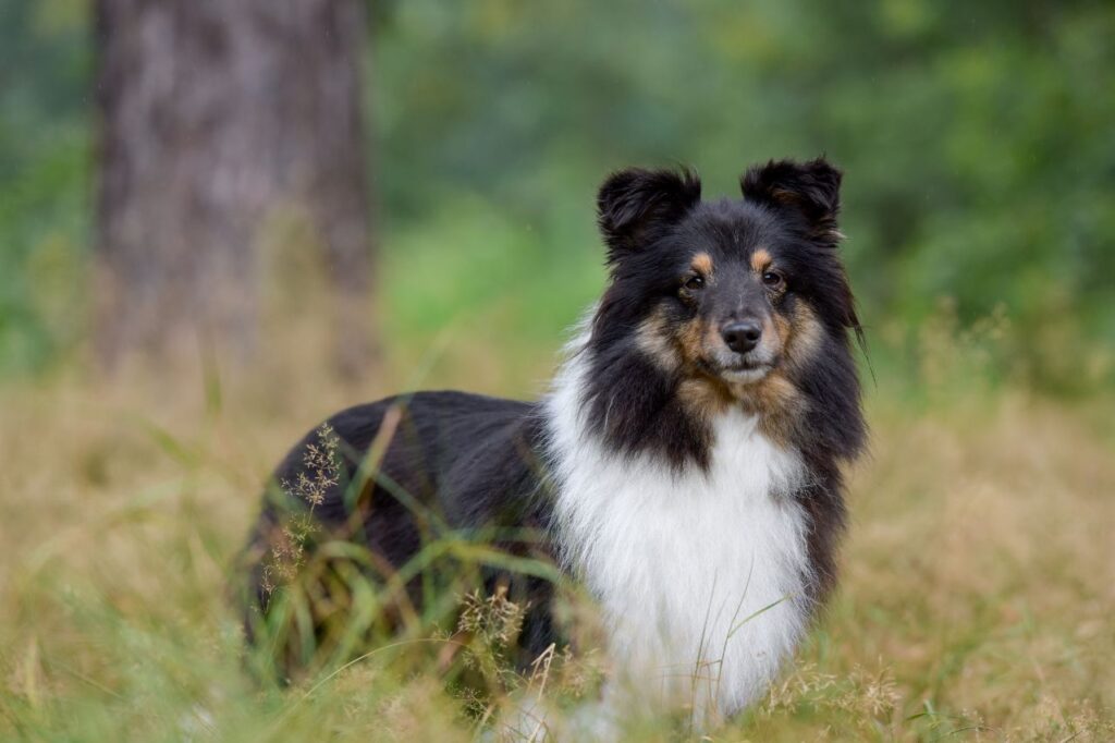 O que torna o Pastor de Shetland tão especial? Conheça melhor essa fofura