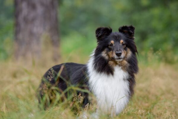 O que torna o Pastor de Shetland tão especial? Conheça melhor essa fofura
