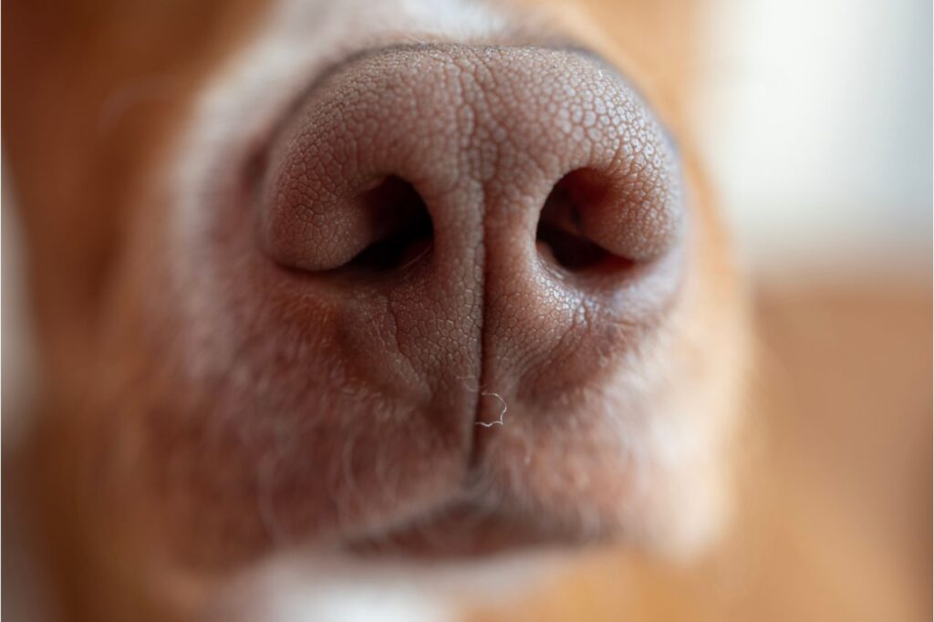 Olfato canino: é verdade que o seu.dog pode farejar sintomas e doenças?