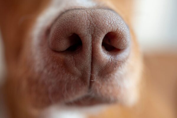 Olfato canino: é verdade que o seu.dog pode farejar sintomas e doenças?