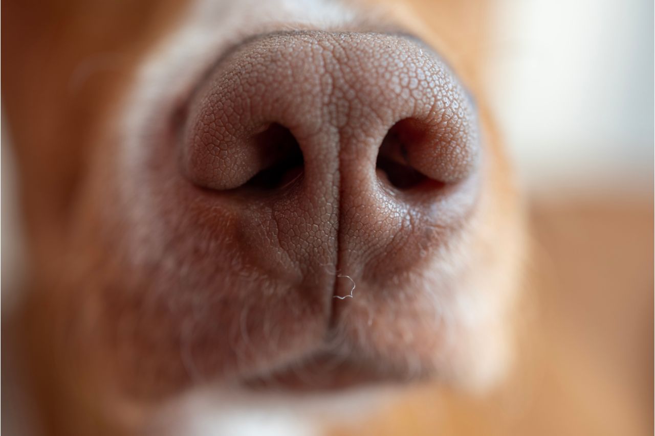 Olfato canino: é verdade que o seu.dog pode farejar sintomas e doenças?