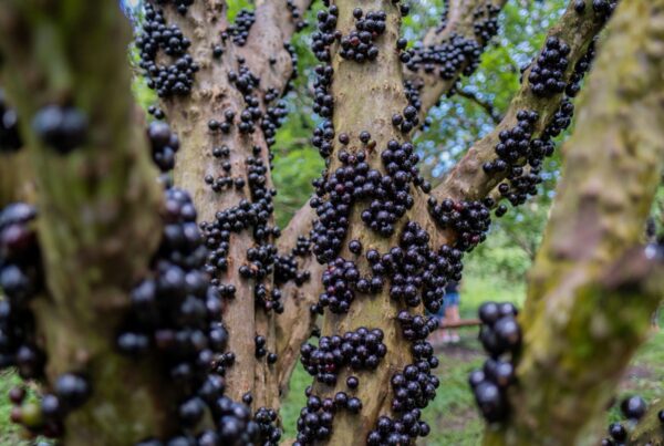 Será que cachorros podem comer jabuticaba?