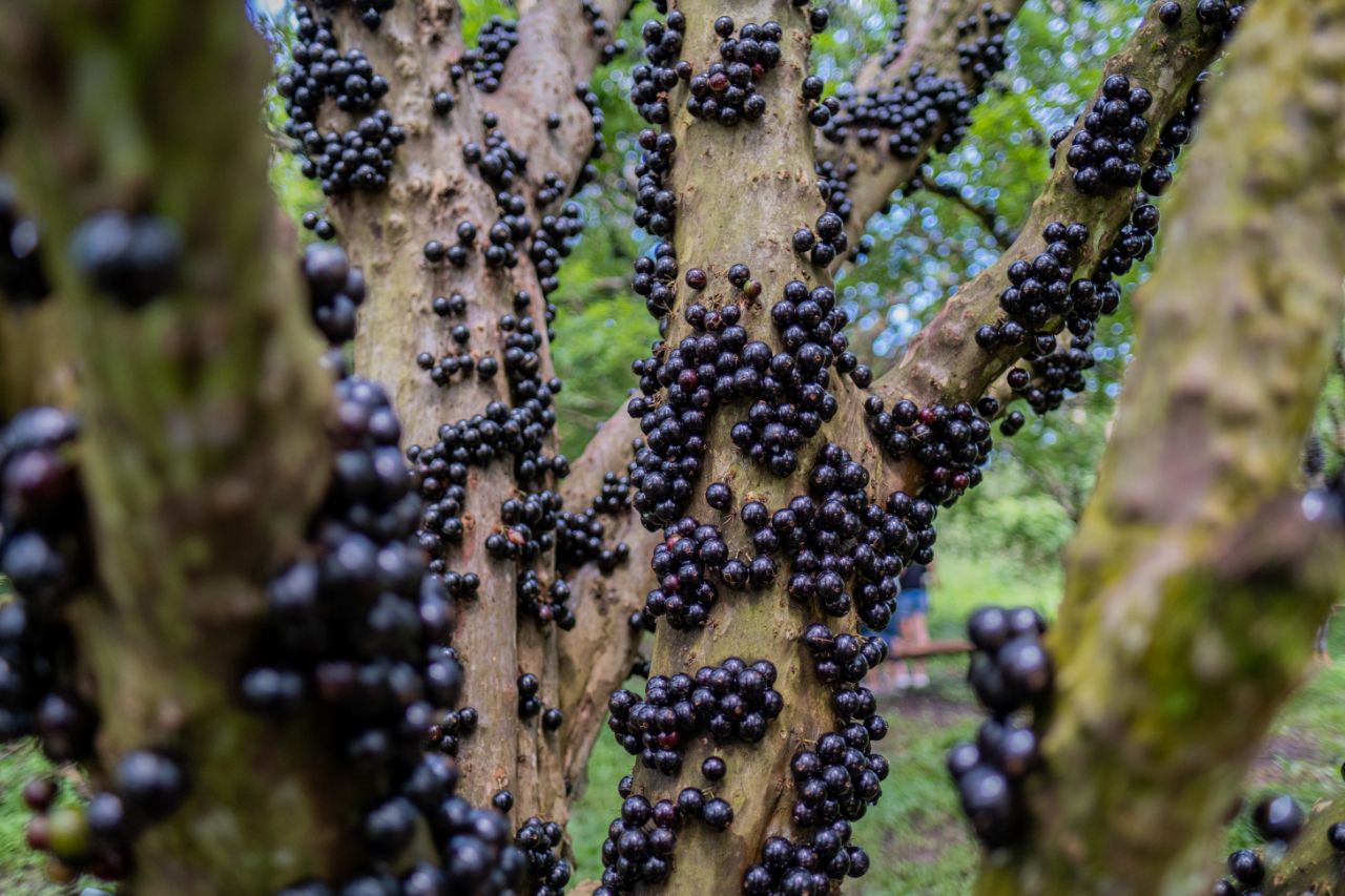 Será que cachorros podem comer jabuticaba?