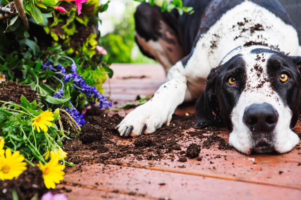 Cachorro cavando o jardim: dicas para evitar esse comportamento