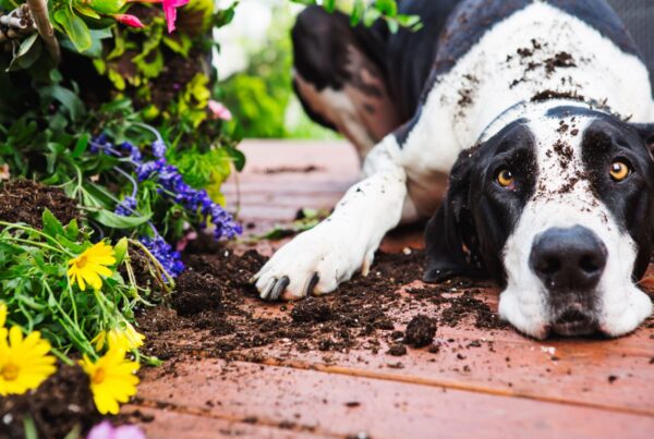 Cachorro cavando o jardim: dicas para evitar esse comportamento
