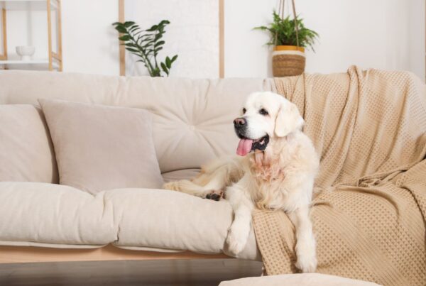 Cachorro grande pode morar em apartamento?